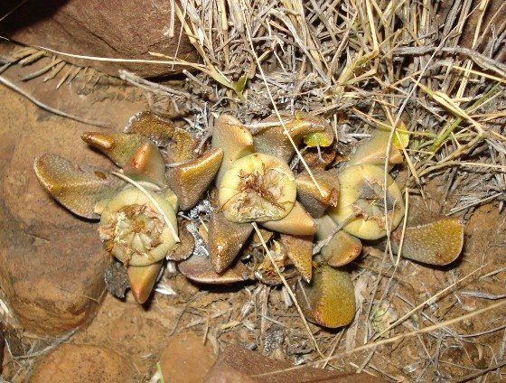 Rabiea albinota brown leaves in hard times